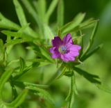 Geranium dissectum