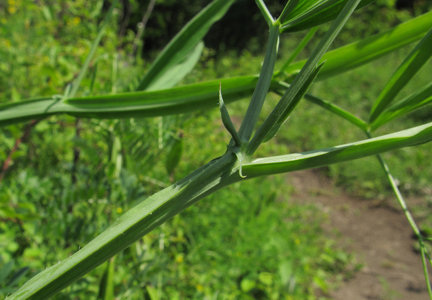 Изображение особи Lathyrus hirsutus.