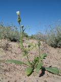 Amberboa turanica. Цветущее растение. Казахстан, пустыня в окр. ю-з. угла оз. Балхаш. 20 мая 2016 г.