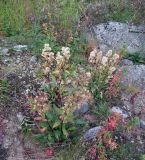 Solidago virgaurea подвид lapponica. Плодоносящие растения на заросшей разнотравьем антропогенной песчано-гравийной насыпи над водоводом. Кольский п-ов, Восточный Мурман, Дальние Зеленцы, южный берег губы Дальнезеленецкая. 18.08.2016.