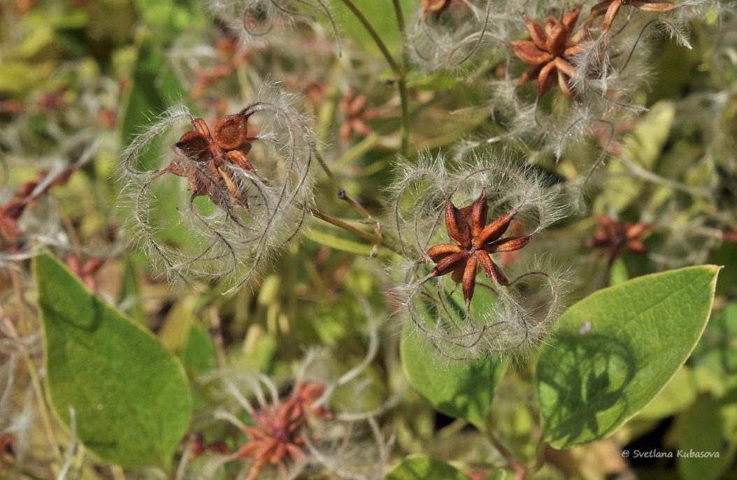 Image of Clematis mandshurica specimen.