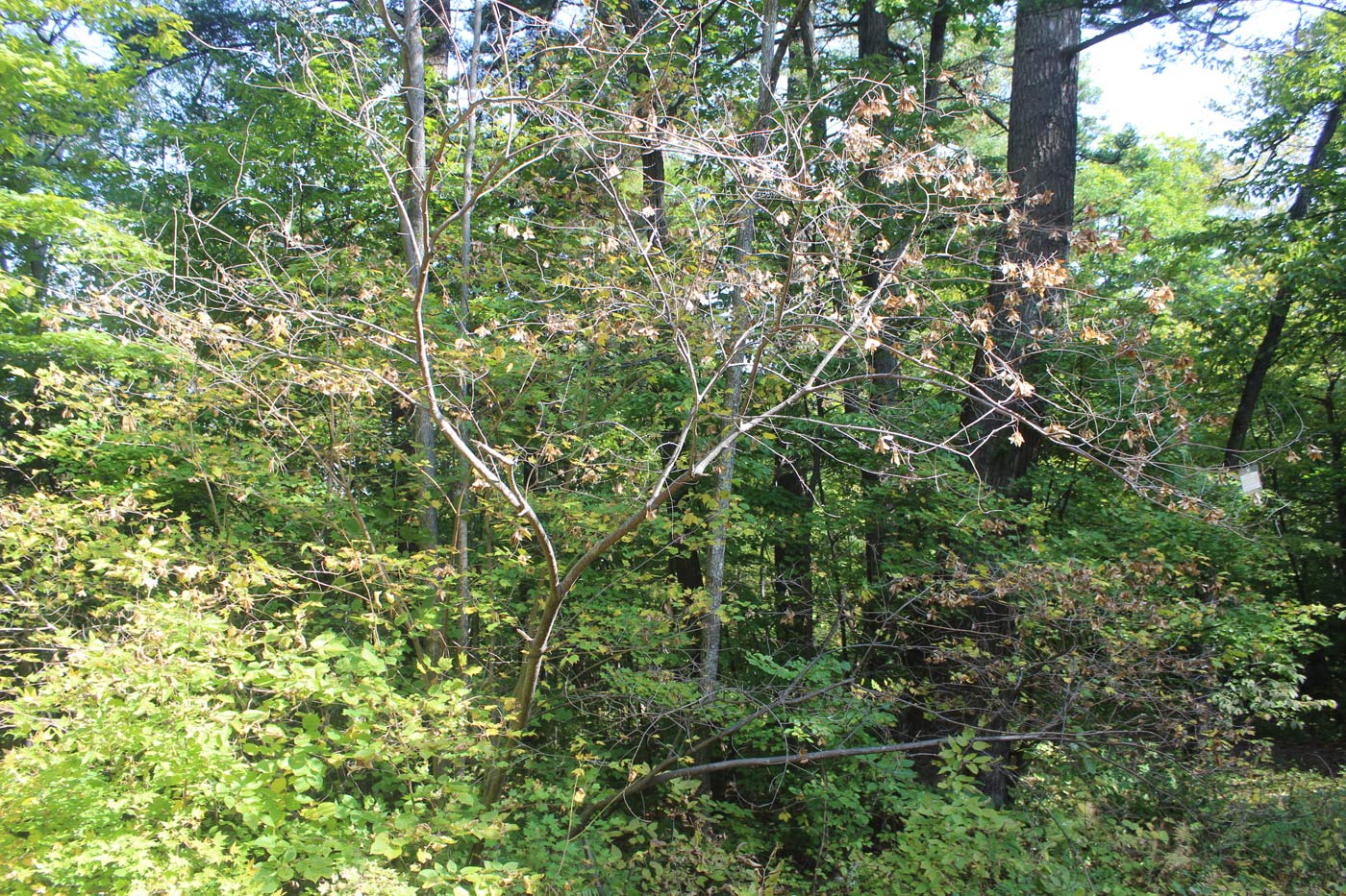 Image of Acer barbinerve specimen.