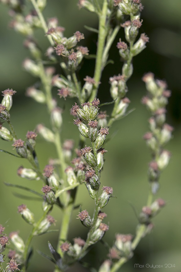 Image of Artemisia vulgaris specimen.