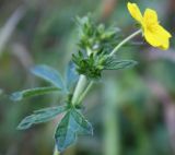 Potentilla chrysantha. Верхушка ветви соцветия. Алтайский край, Солонешенский р-н, долина р. Ануй. 28.08.2009.