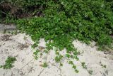 Ipomoea pes-caprae. Вегетирующие растения на краю леса. Таиланд, о-в Пхукет, курорт Ката, у дороги вдоль канала. 17.01.2017.