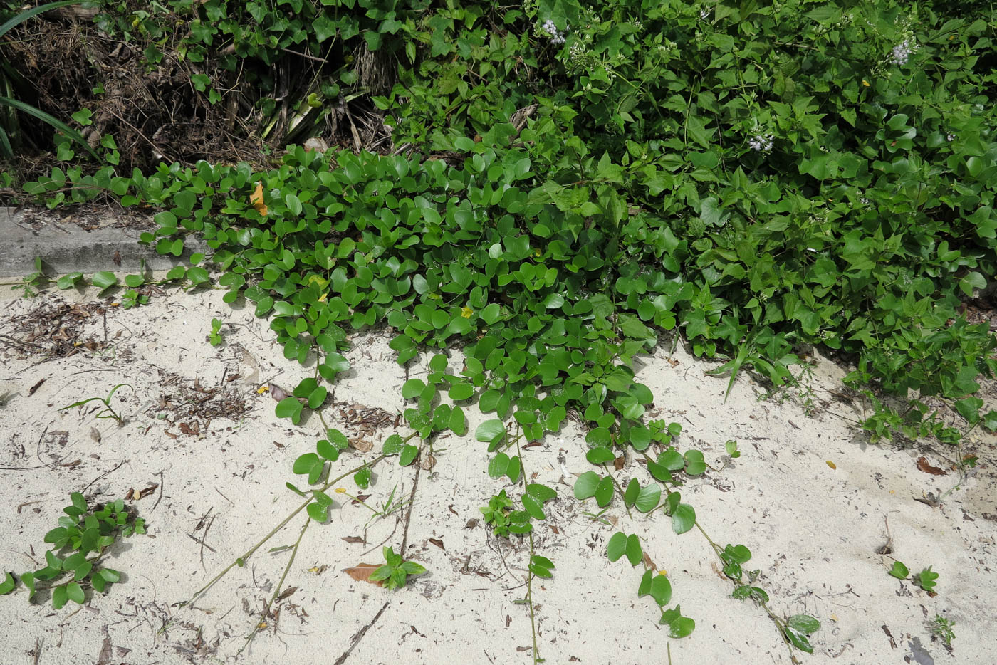 Image of Ipomoea pes-caprae specimen.