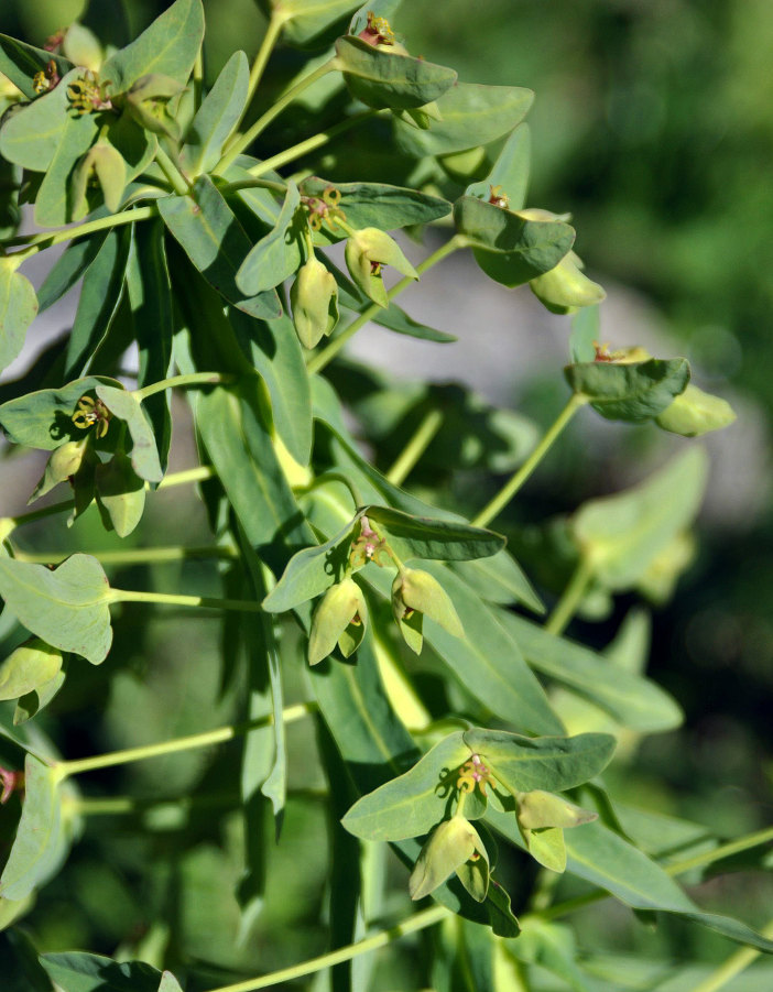 Image of Euphorbia glaberrima specimen.