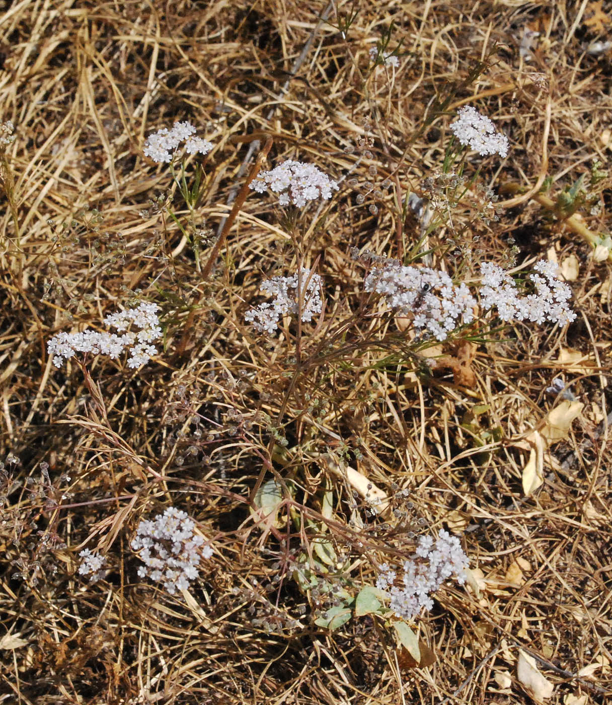 Изображение особи Aphanopleura capillifolia.