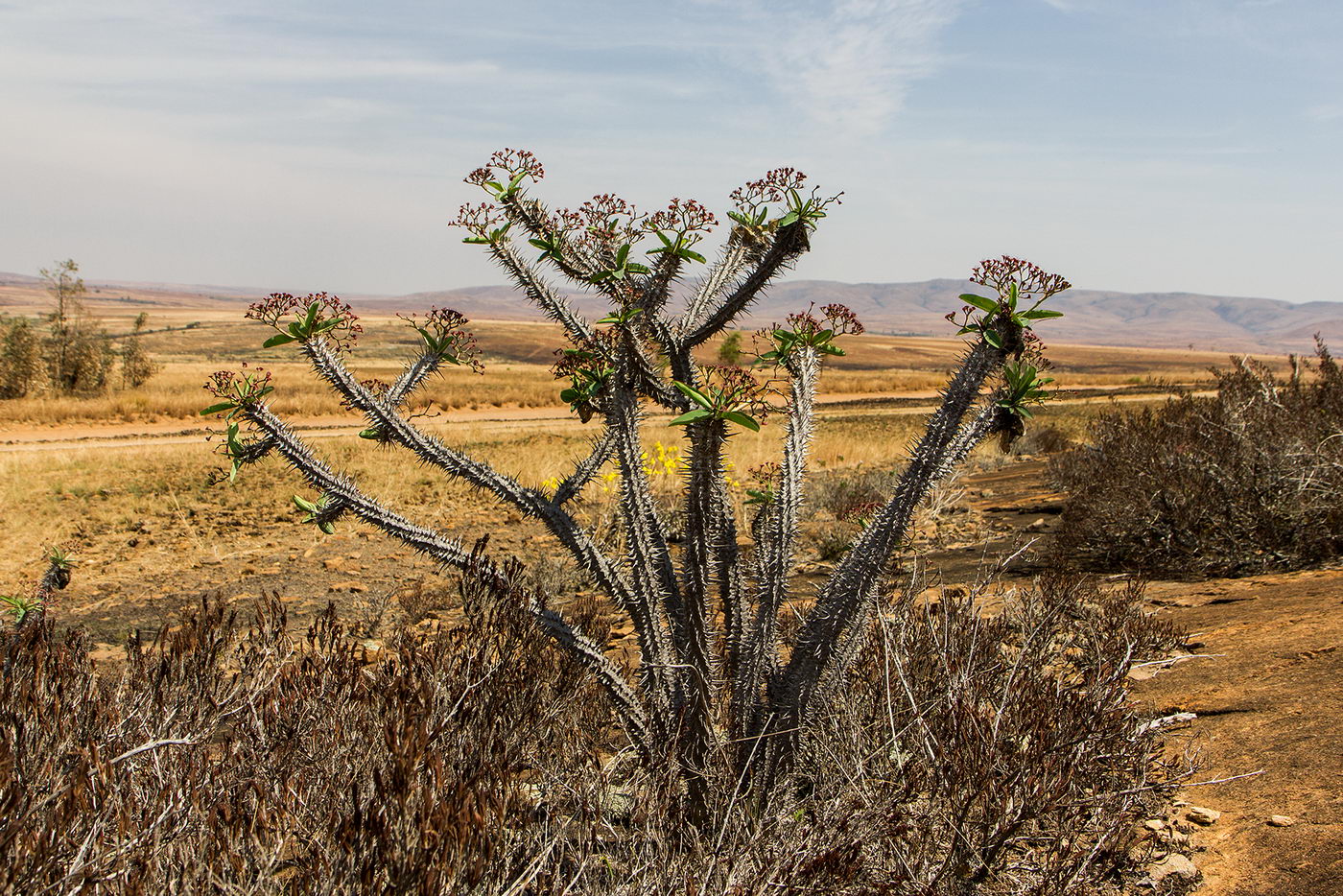 Image of genus Euphorbia specimen.