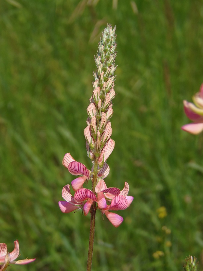 Image of Onobrychis arenaria specimen.