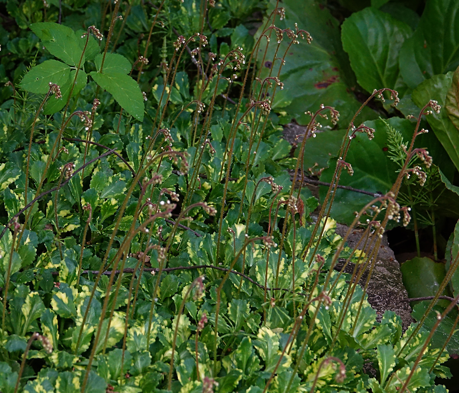 Image of Saxifraga umbrosa specimen.