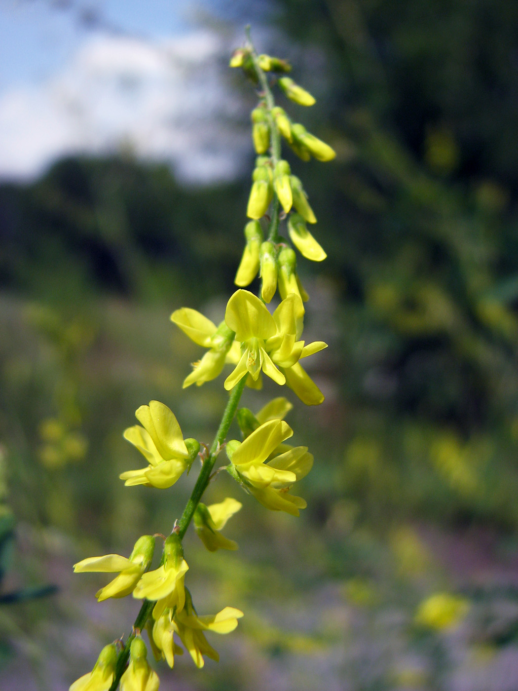 Изображение особи Melilotus officinalis.