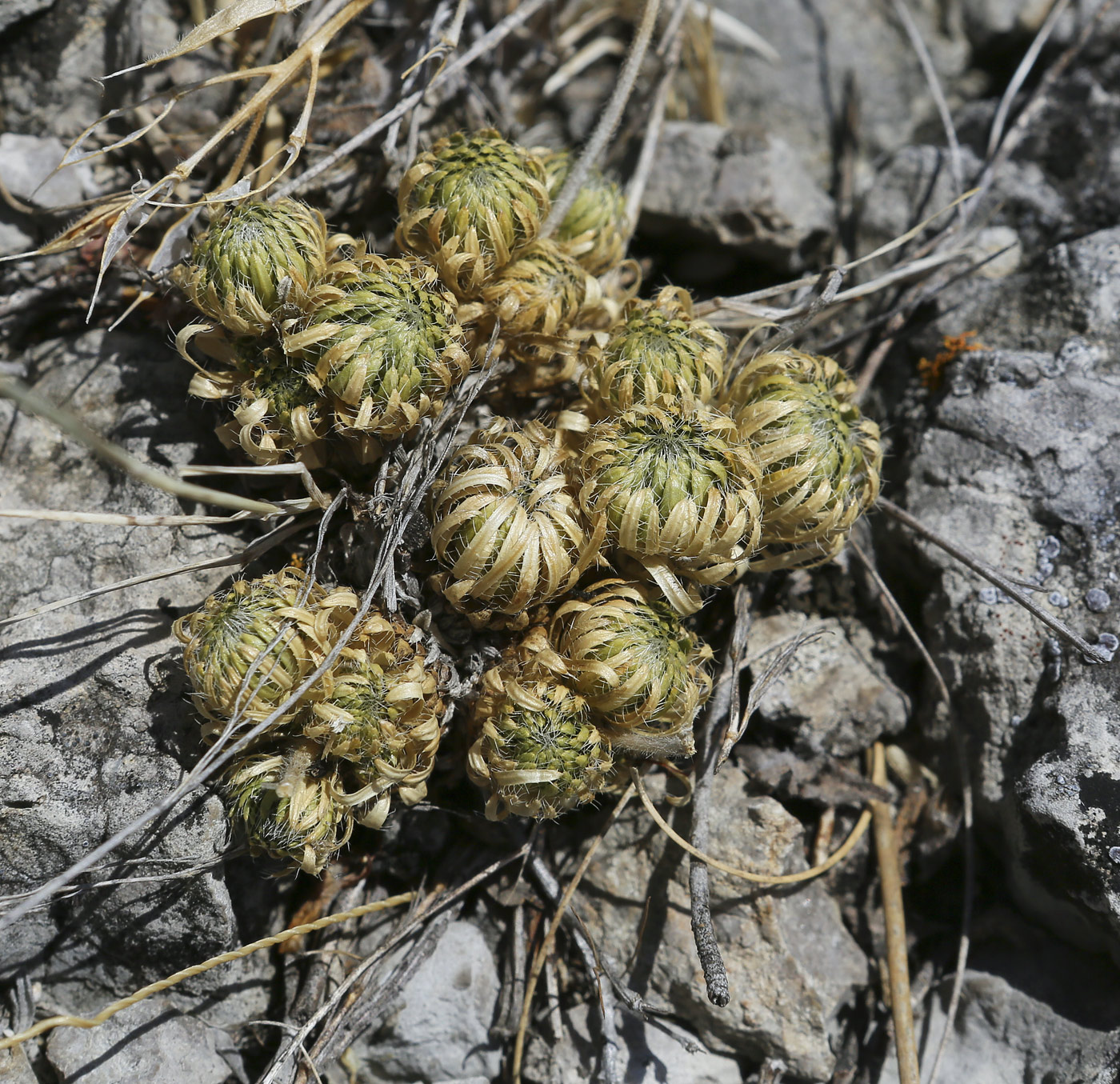 Image of Draba cuspidata specimen.