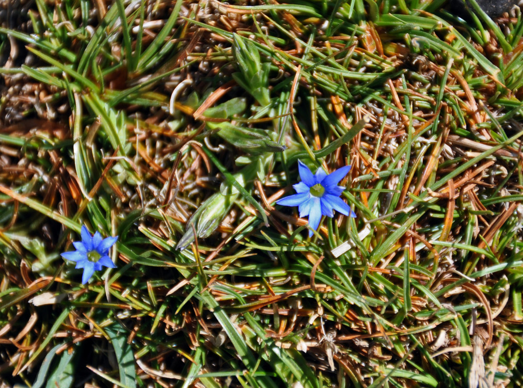 Изображение особи Gentiana karelinii.