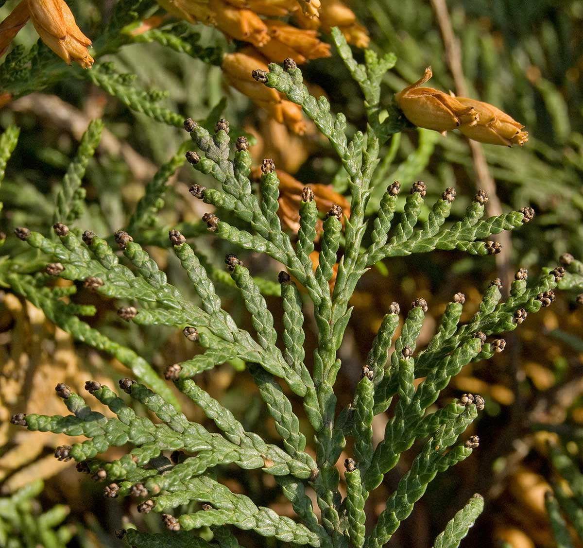 Image of Thuja occidentalis specimen.