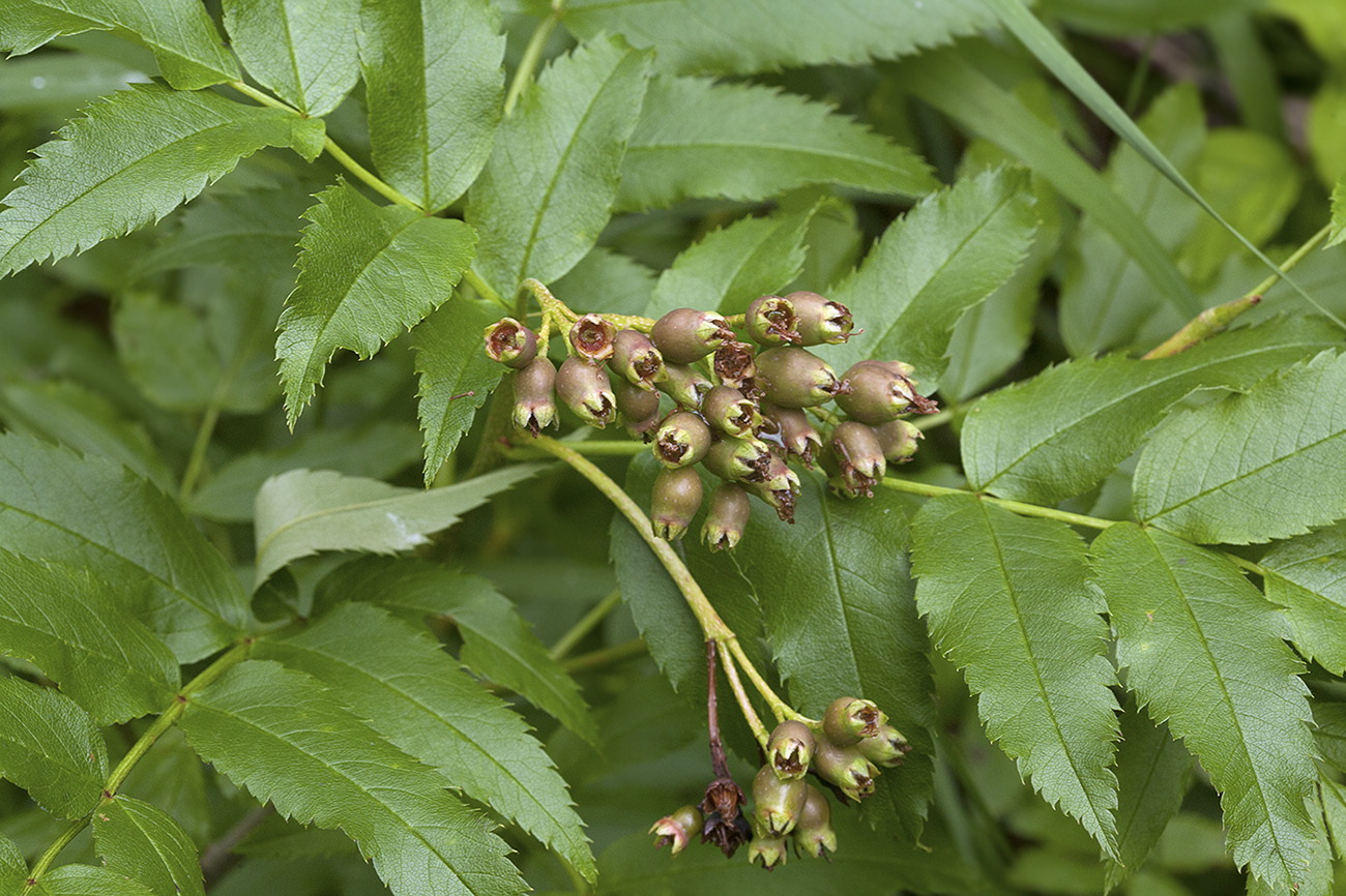 Изображение особи Sorbus sambucifolia.