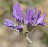 Psoralea bituminosa