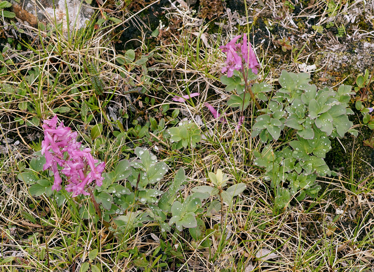 Image of Corydalis paeoniifolia specimen.