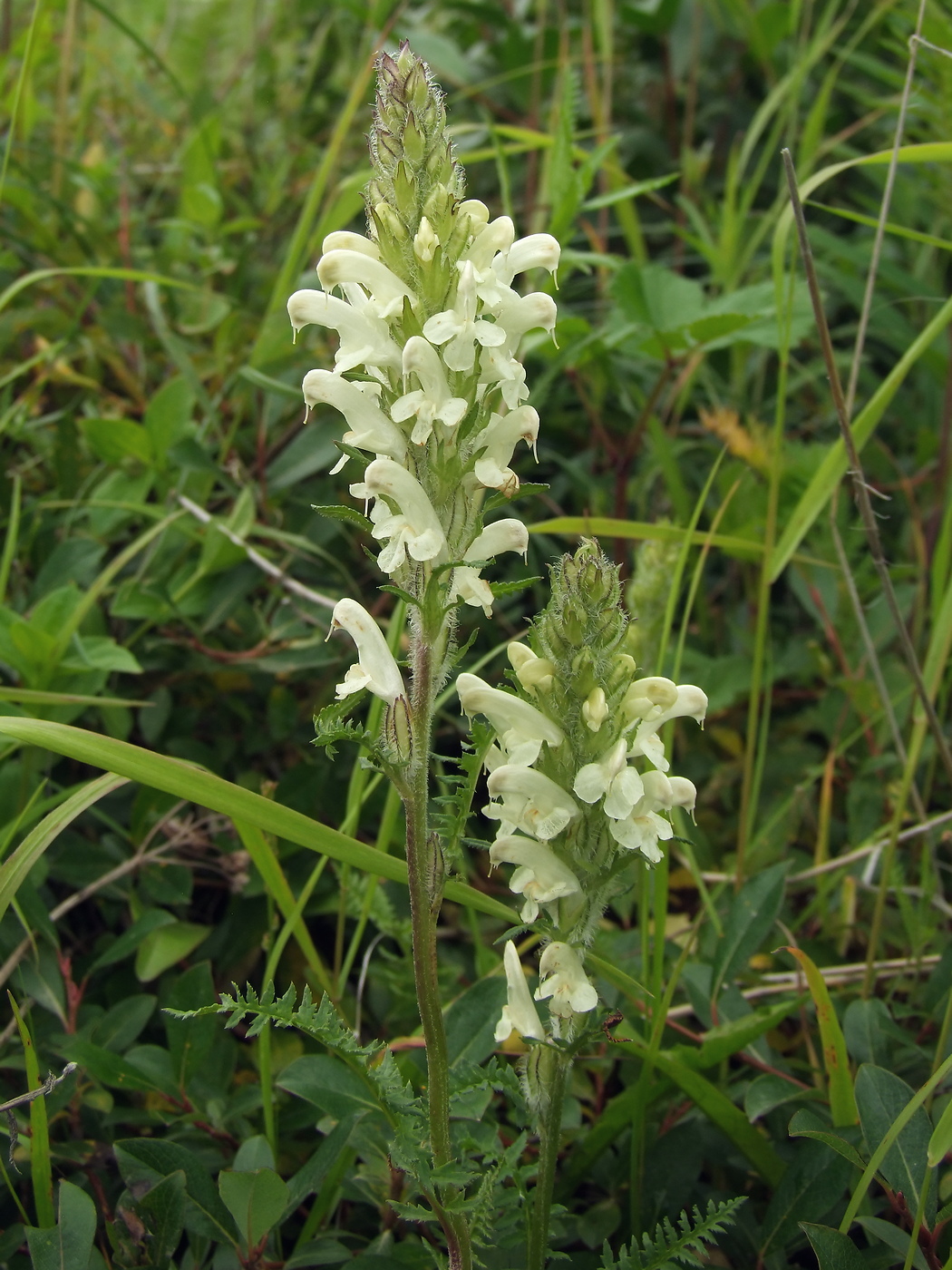 Image of Pedicularis venusta specimen.