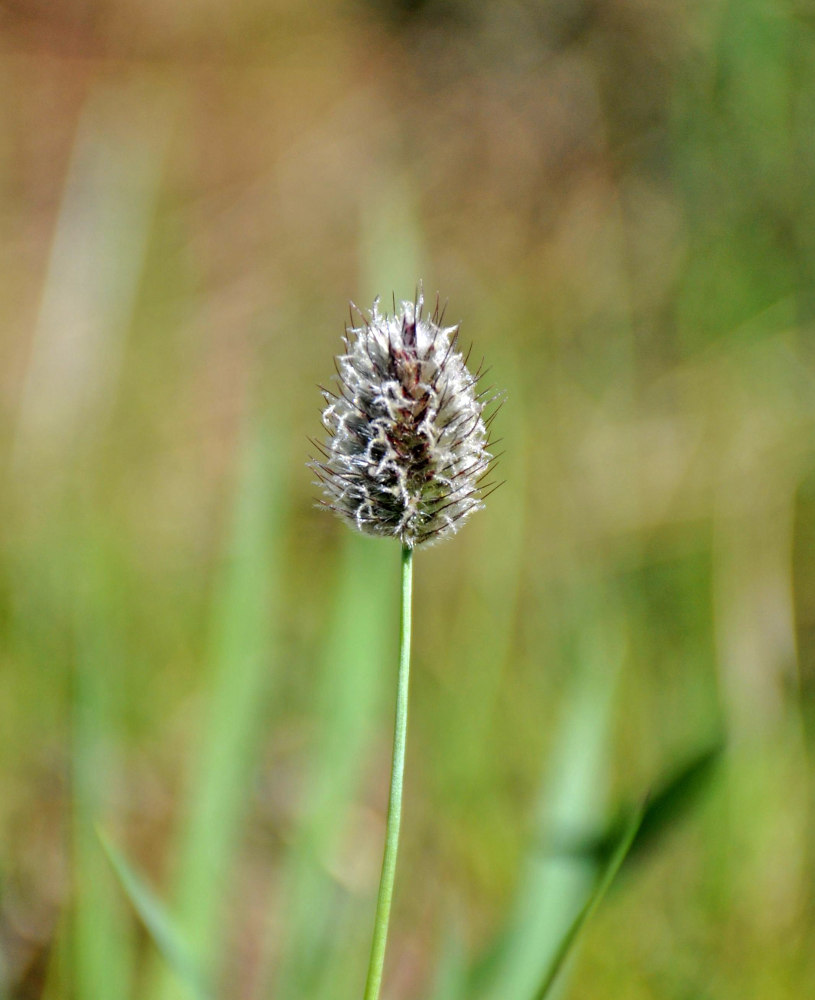 Изображение особи Alopecurus alpinus.