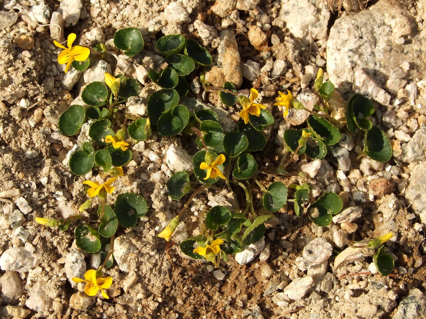 Image of Viola crassa specimen.