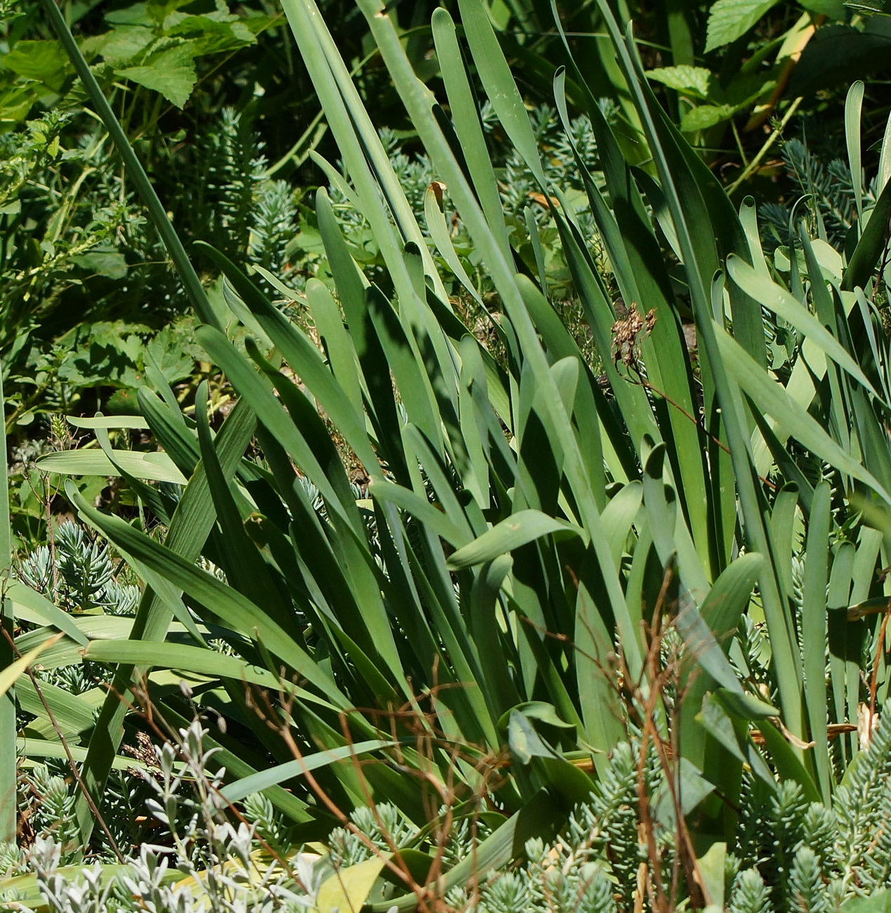 Image of Allium nutans specimen.