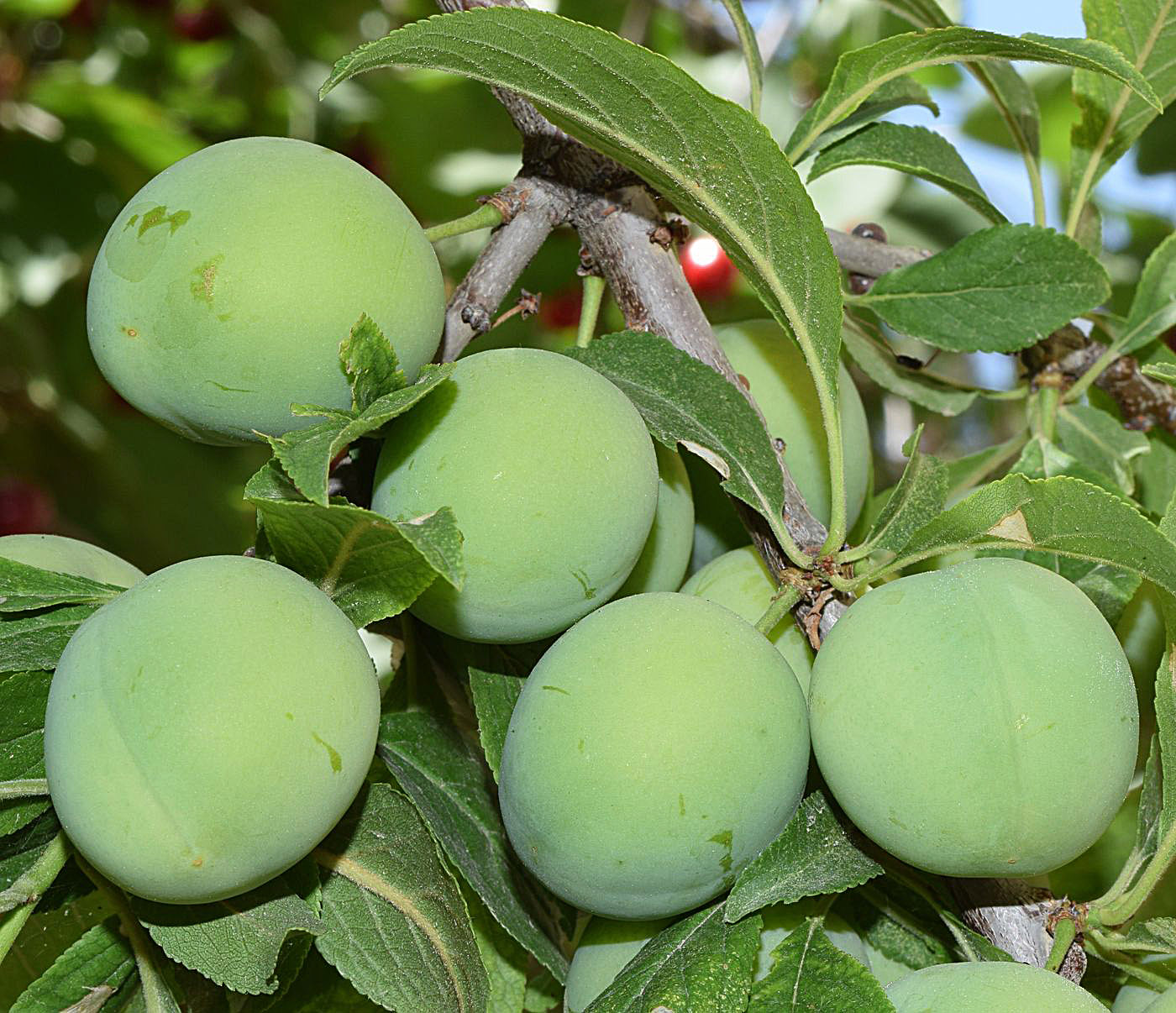 Image of Prunus domestica specimen.