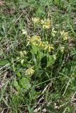 Primula veris