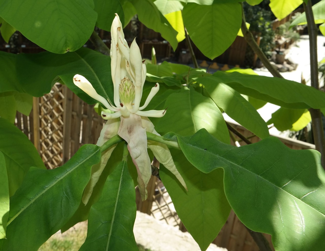 Image of Magnolia tripetala specimen.