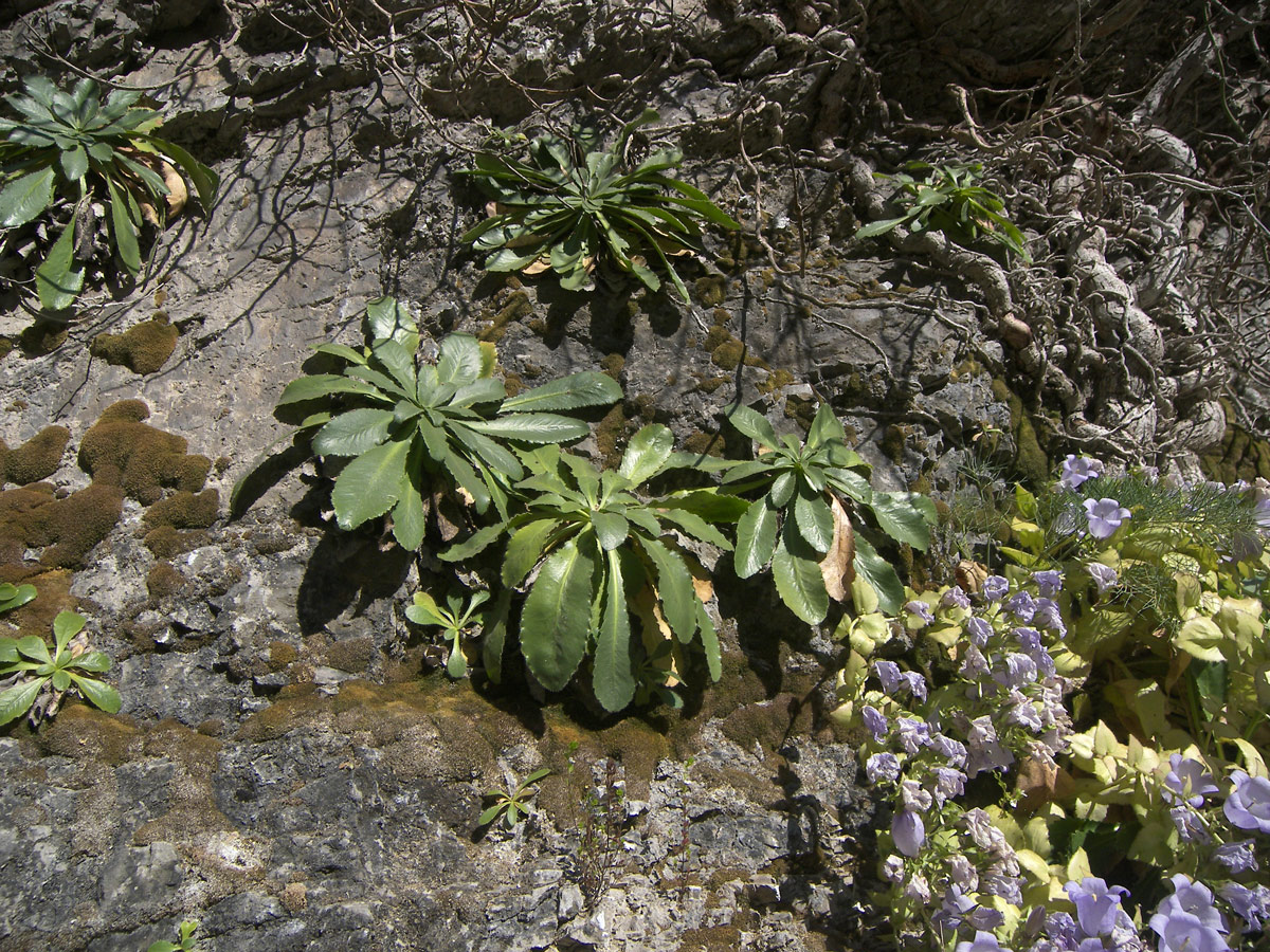 Изображение особи Campanula mirabilis.