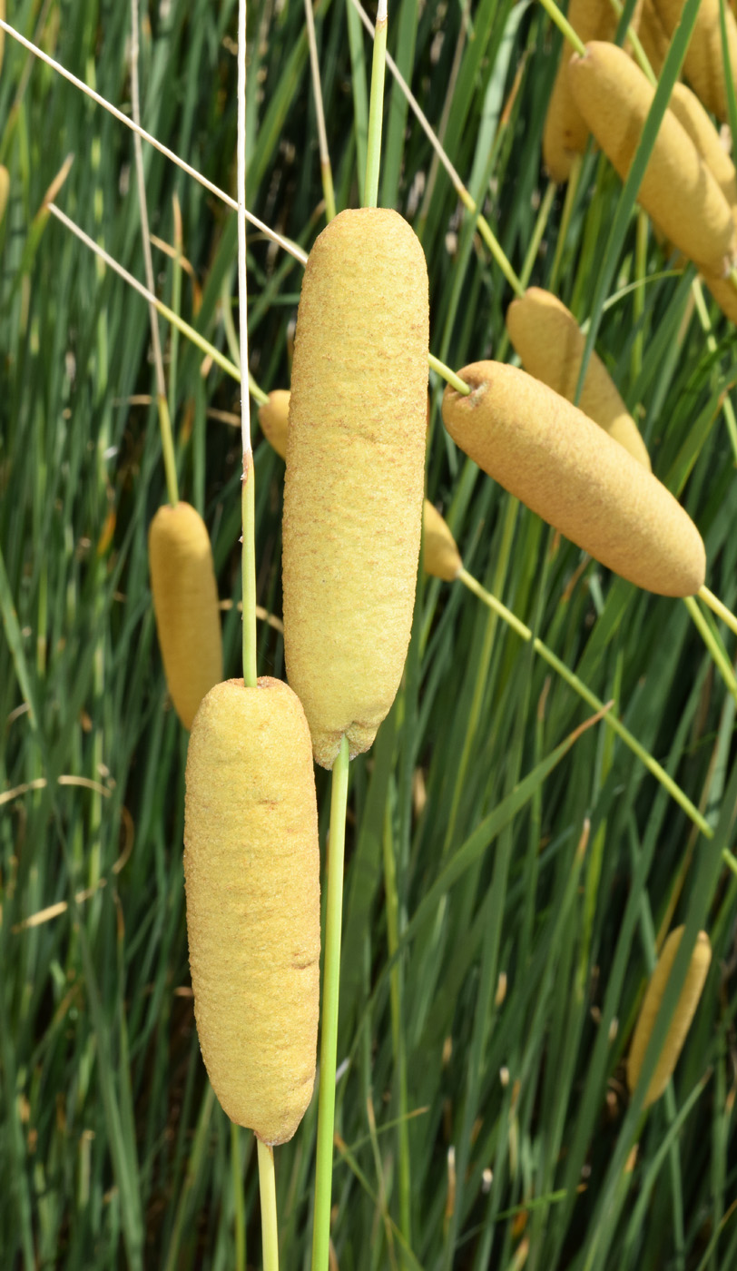 Image of genus Typha specimen.