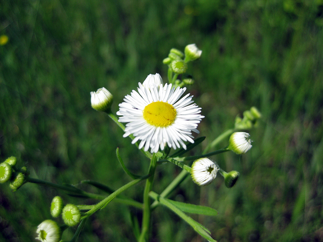 Image of Erigeron annuus specimen.