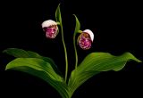 Cypripedium guttatum