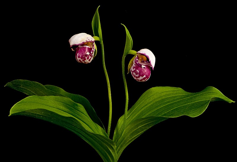 Изображение особи Cypripedium guttatum.