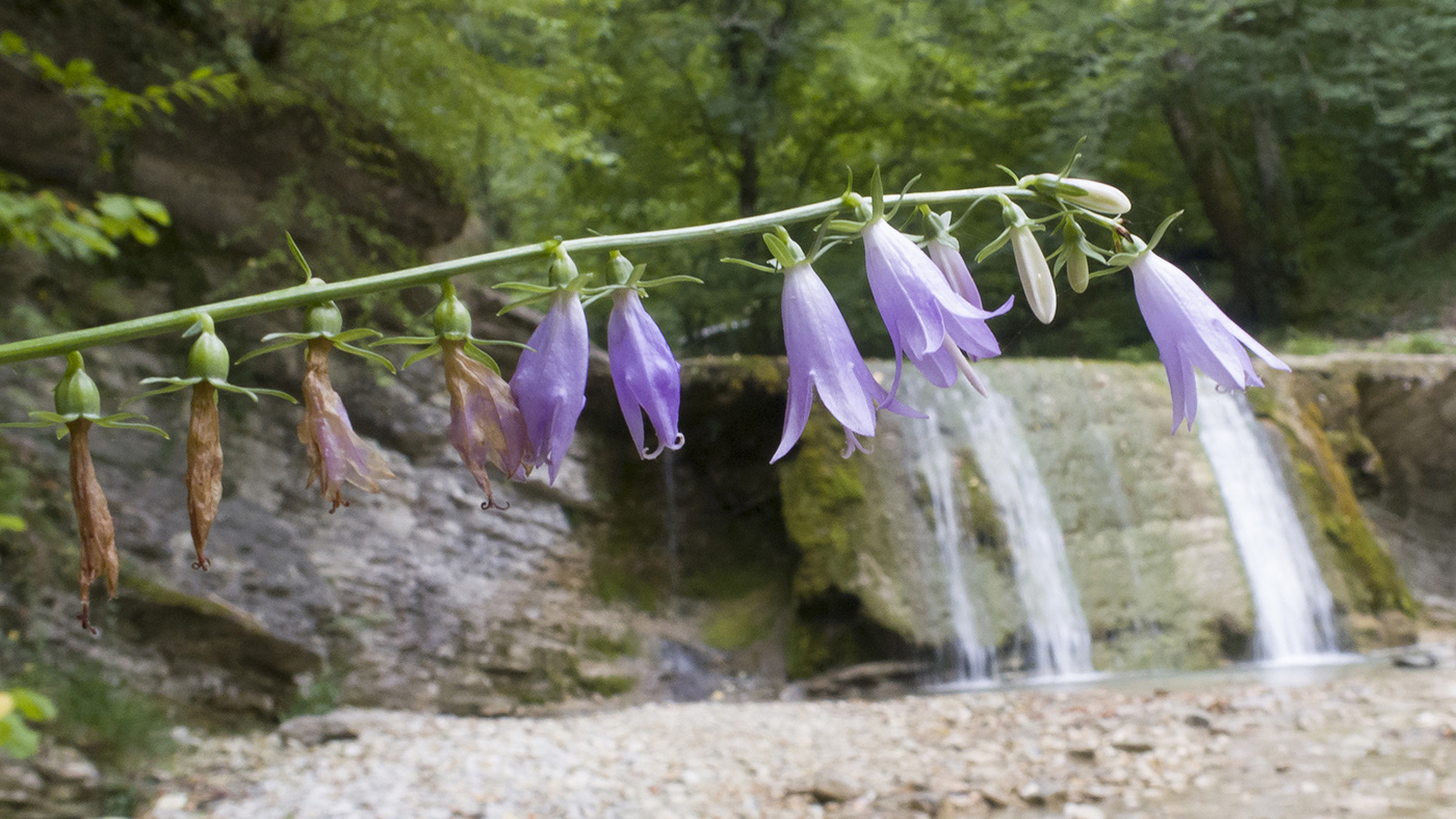 Image of Campanula rapunculoides specimen.