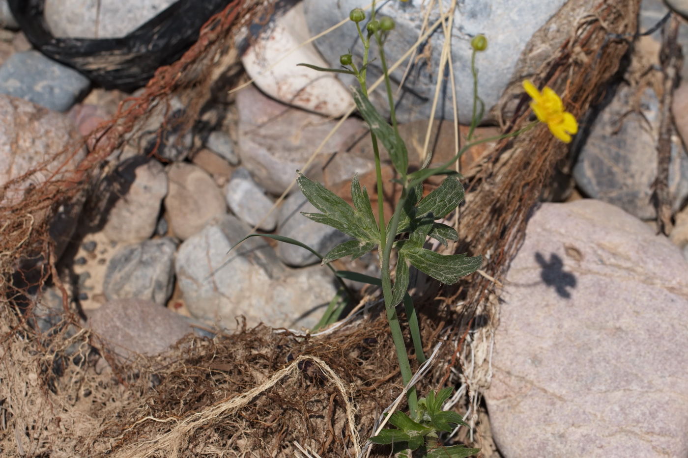 Image of genus Ranunculus specimen.