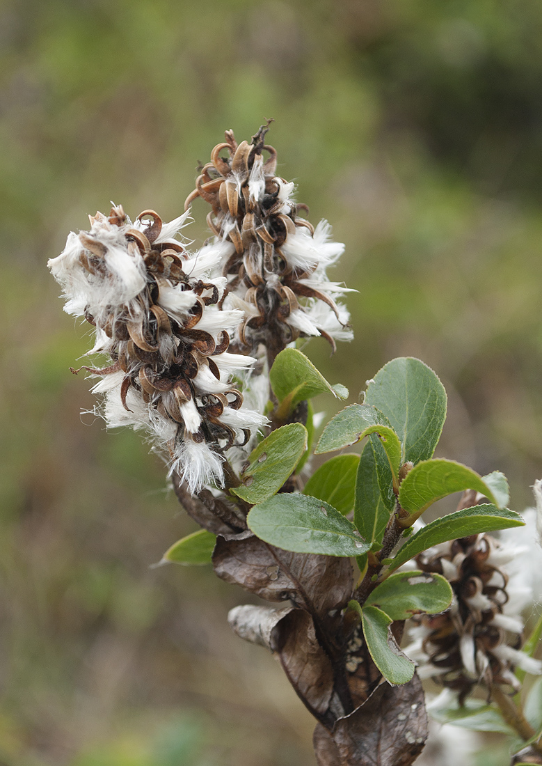 Изображение особи Salix myrsinites.