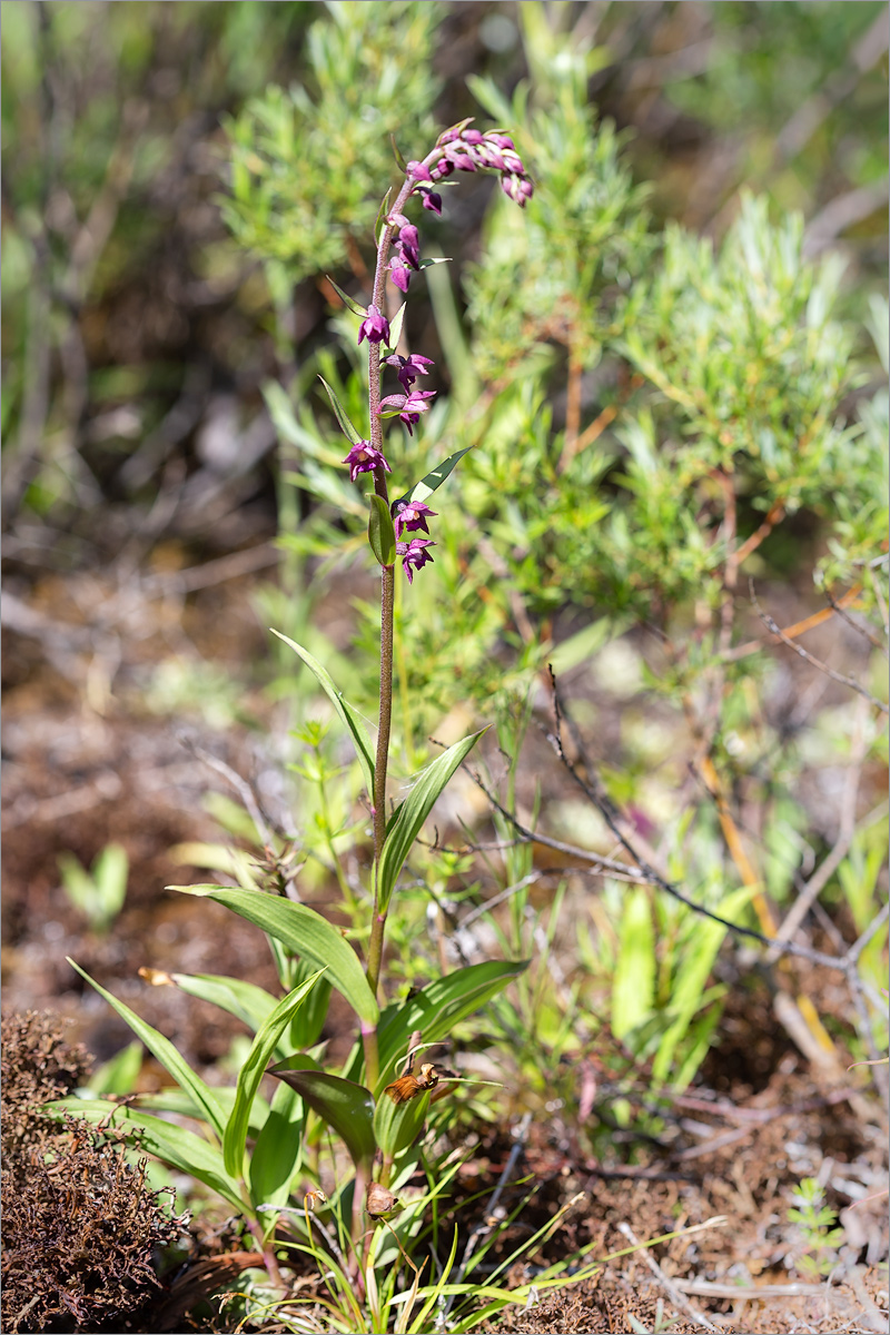 Image of Epipactis atrorubens specimen.