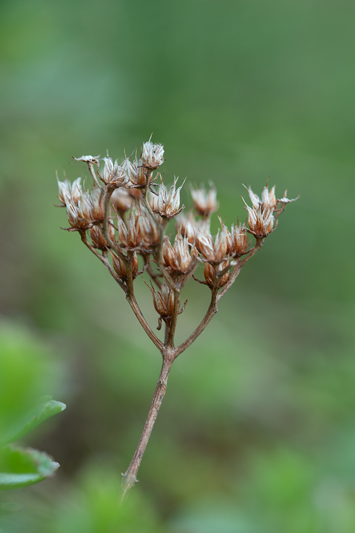 Image of Sedum oppositifolium specimen.