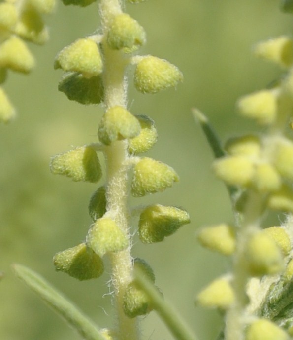 Image of Ambrosia psilostachya specimen.