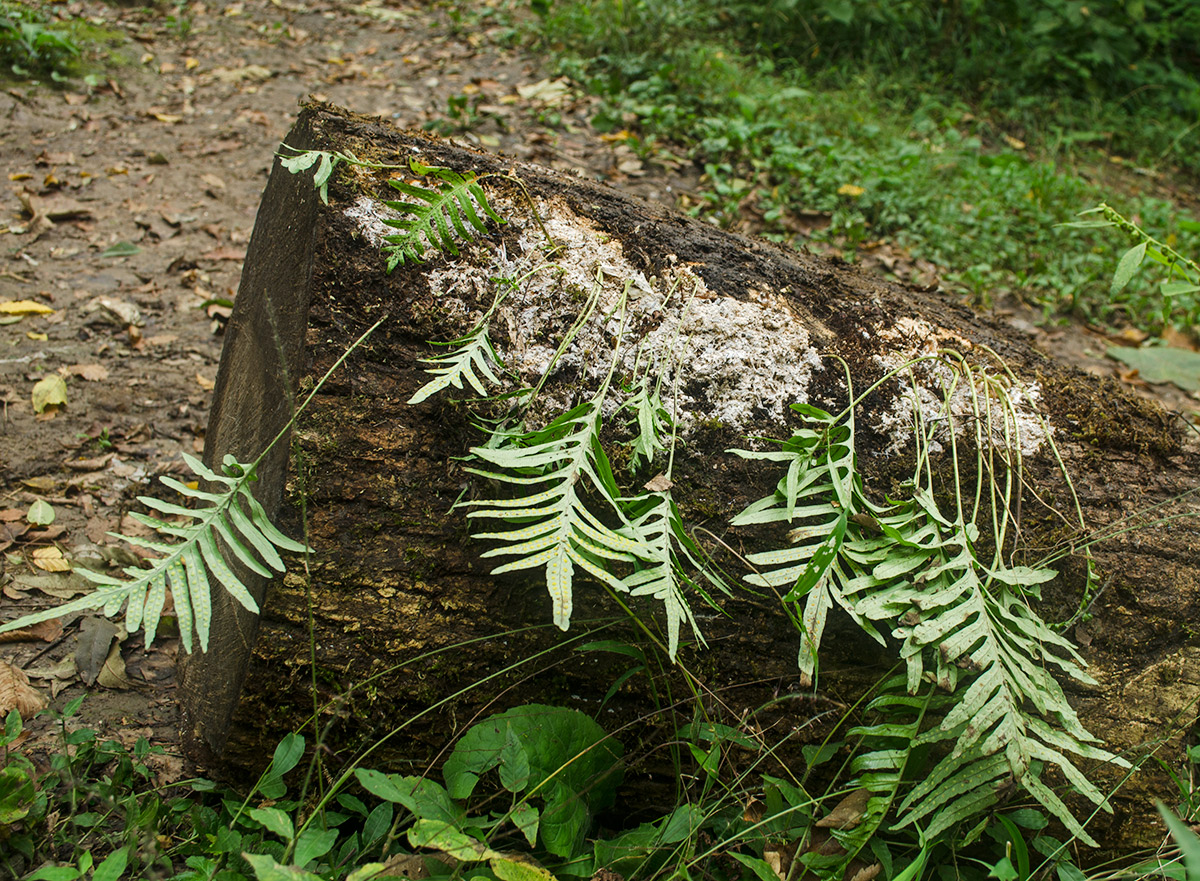 Image of Polypodium cambricum specimen.