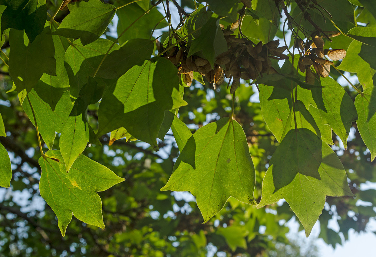 Изображение особи Acer buergerianum.