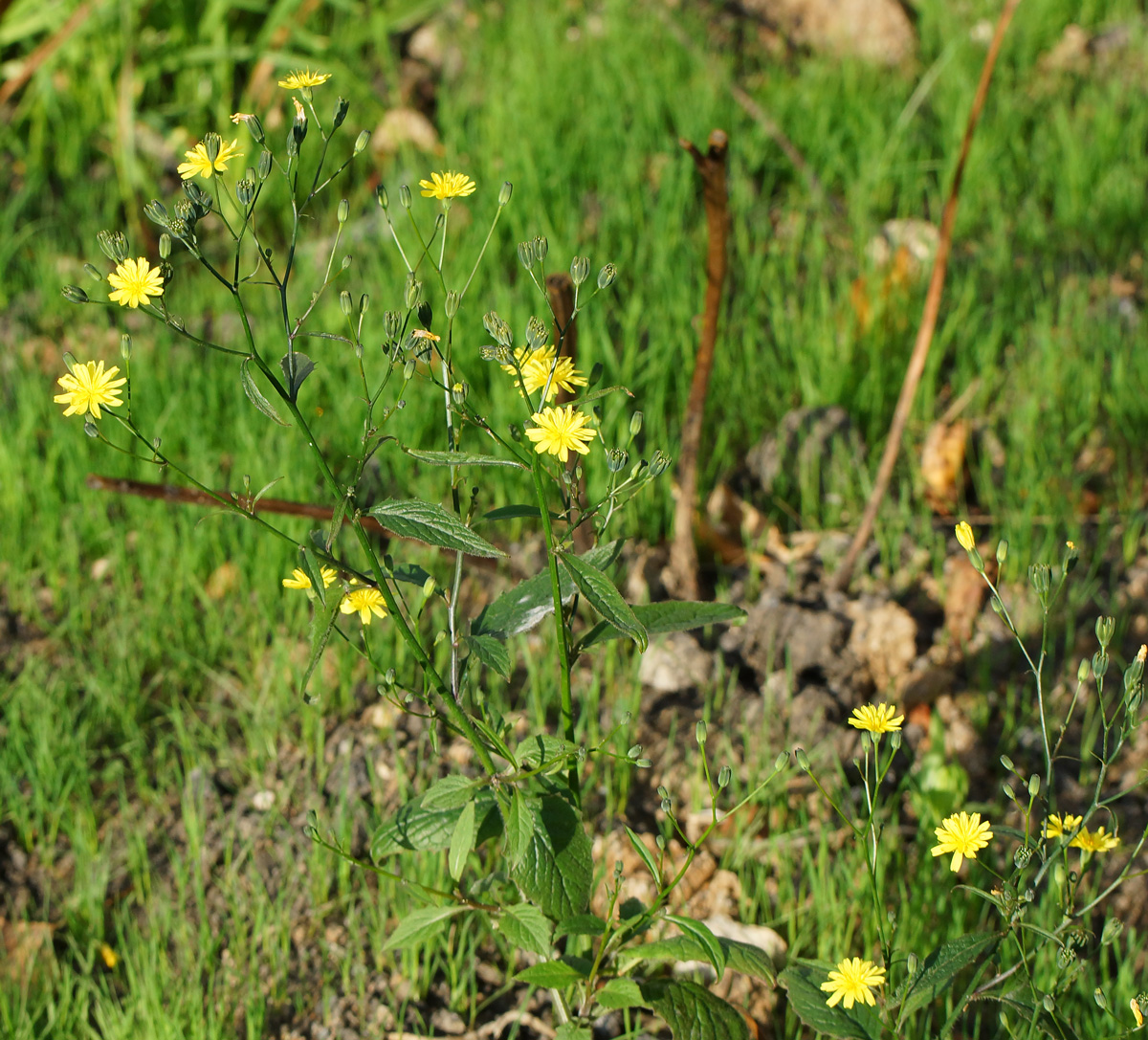 Image of Lapsana communis specimen.