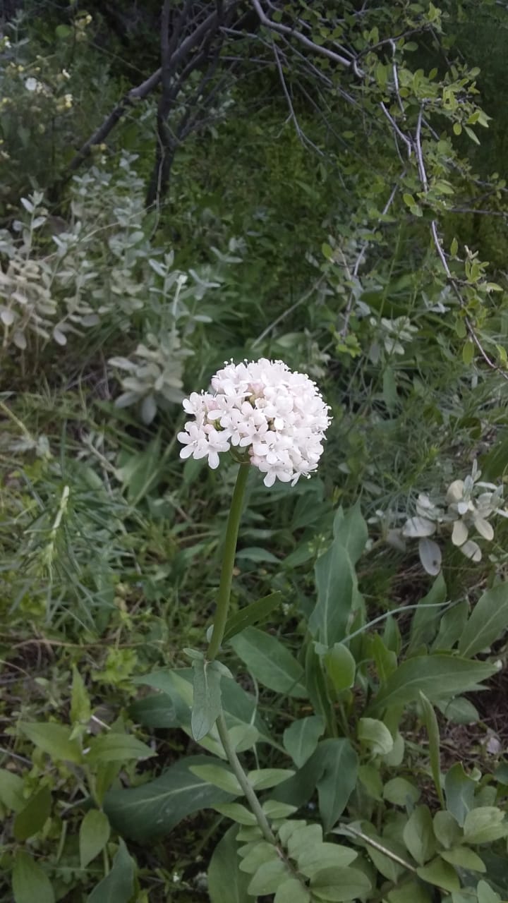 Изображение особи Valeriana sisymbriifolia.