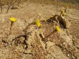 Tussilago farfara