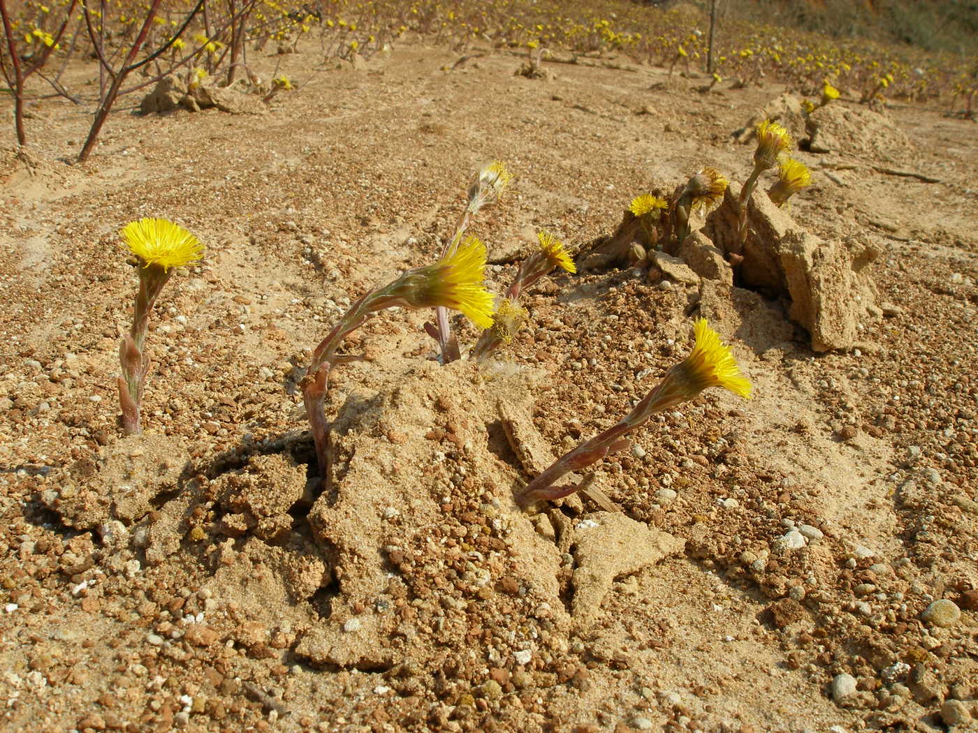 Изображение особи Tussilago farfara.