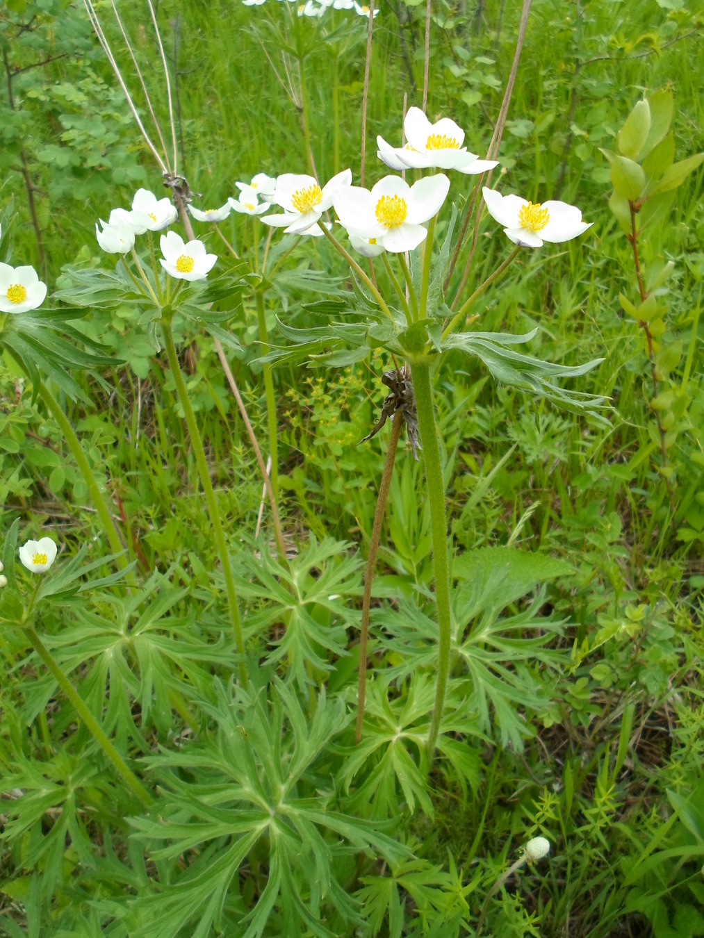 Изображение особи Anemonastrum crinitum.