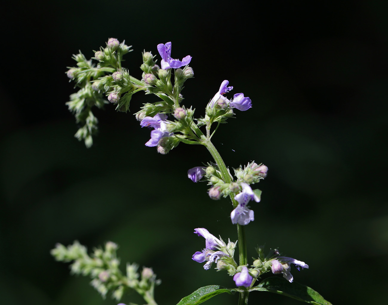 Image of Nepeta nuda specimen.