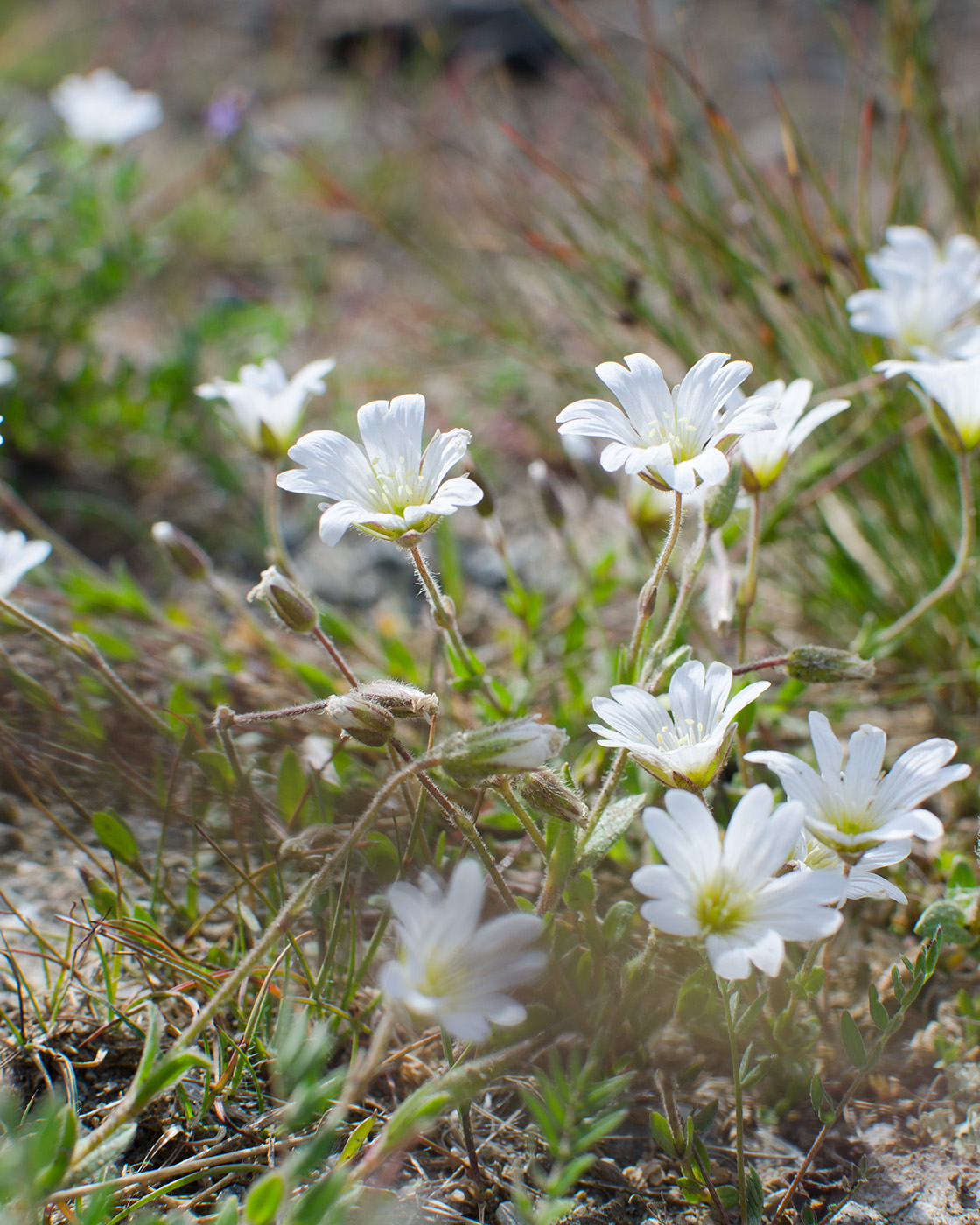 Image of Cerastium alpinum specimen.