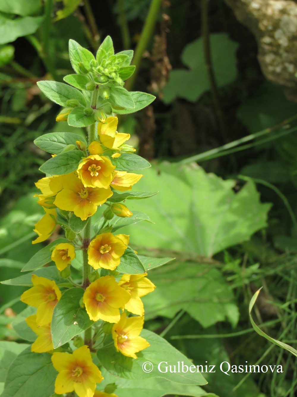 Image of Lysimachia punctata specimen.